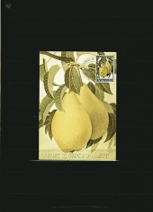 Donald Evans 1966. Achterdijk. Pears of Achterdijk 