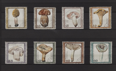 Donald Evans Sabot, 1966. Edible mushrooms.